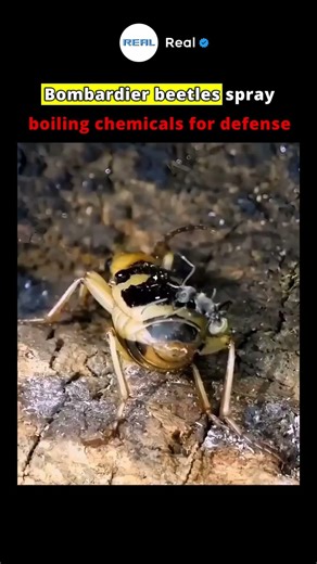 A Living Chemical Reaction #animals #india #usa #funnymemes #shorts #shorts #viral #funny