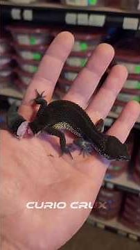 Ever wondered why and how Lizards detach their tails #shorts