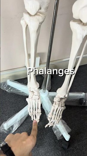 Anatomy Exam Study Hack: Skeleton Rap Song! (Bones of the Human Body Review 💀🎶) #anatomy