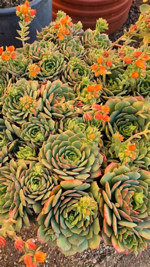 Beautiful succulents and their names.