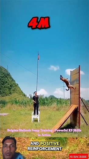 Belgian Malinois Jump Training | Powerful K9 Skills in Action #malinois #germanshepherd #puppy