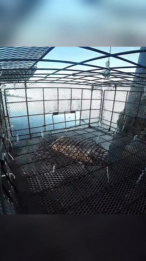 Trapping Shrimp and Crab: A Fishing Adventure