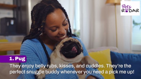 10 Most Affectionate Dog Breeds