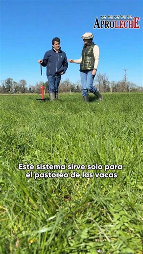 🐄 El pastoreo es la base de la producción lechera en el sur del país. 🌱 Detrás de cada pradera hay conocimiento, planificación y ciencia aplicada. | Aproleche Osorno