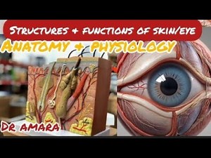 Structure and Function of Skin/Anatomy and Physiology of Human Senses/Human Skin/3DAnimation/Biology