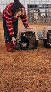 The Rescue Fur Farm Foxes are here! WOW ! How amazing. YOU ALL rescued them by all pitching in! How wonderful to see a community come together and do something so great! Thank you Saveafox Corporation for coordinating this and doing the transport! | Nomad's Animal Encounter