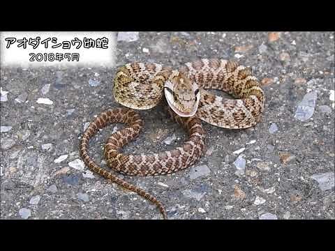 アオダイショウ 幼蛇 Japanese Rat Snake（Elaphe climacophora）