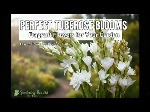 How to Grow Perfect Tuberose: The Most Fragrant Flower for Your Garden!