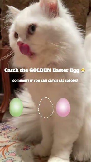 Cought the Golden egg? 🐣 Tell me in the comments 😁 #easter #cat #egg #easteregg