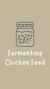 🙌🏼Are you ready to save money on chicken feed and boost your flock’s nutrition all in one swoop? Heck yes! Fermenting feed is amazing because: 🐓It’s EASY to do 🐓Your flock eats 1/3 less feed 🐓The beneficial yeasts and probiotics improve your flock’s gut and immune health 🐓The feed is more digestible 🐓It also aids in hydration Here’s how to do it! 🐓Add feed to a container (don’t overfill as it will expand!) 🐓Add non-chlorinated water to cover the grains by 2-3” 🐓Loosely set a lid on top