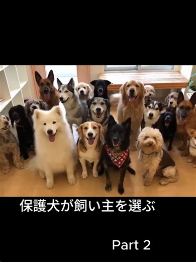 Choosing a Rescue Dog: A Heartwarming Journey