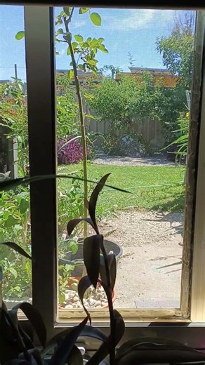 (Religion theories) Why did Jesus willingly go to his captives?