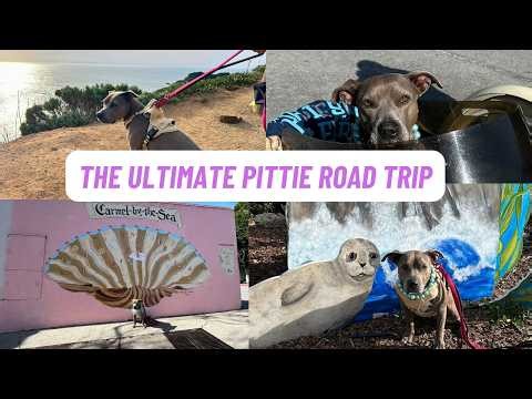 Road Trip With My Pit bull | Exploring Big Sur, Carmel-by-the-Sea & Monterey