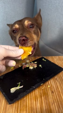Chefs & Dogs | Dog Recipes by Dan & Court on Instagram: "He Can’t Resist My Hairy Taco 🌮 🎈 Are you heading to a party and not sure what to bring? 🐕 Try these Big “Mac” Dog Tacos made with @bigdogpetfoods and a few other simple & tasty ingredients!! Comment “🌮🌮🌮” and we will send you the full recipe for free 🧡 #bigdogpetfoodspartner #asmr #taco #bigmac #feedfresh #feedfreshchallenge #dogdad #gourmet #chef #recipe #dog #food"
