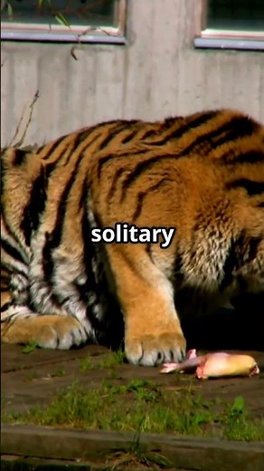 Tigers: The Ultimate Meat Lovers!