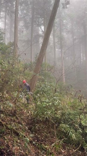 This Is Real Forestry in Japan 🇯🇵 #japanlife #wood #asmr #forestry #chainsaw