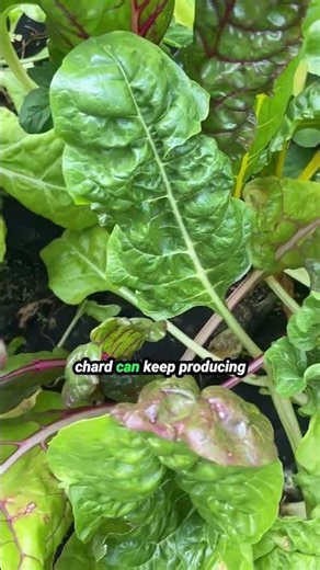 It's not too late to plant these 5 summer crops!🥬
