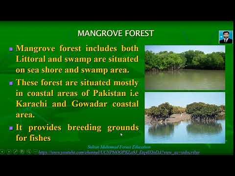 Comprehensive lecture on forest types of Pakistan || Forest Education