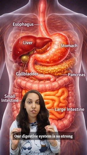 our digestive system can eat itself #scietificfacts #humanscience #humanbodysecrets #mythbusters