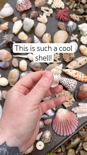 This is such a cool shell 🐚 Beachcombing seashell treasures #shorts