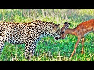 Impala Plays with Leopards