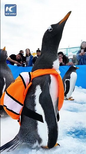 Meet adorable penguins in China's Harbin