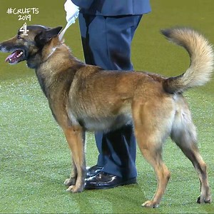 Even the best of the best need a helping hand sometimes 😉 The RAF Police Dog team show off their scrambling abilities! | Crufts