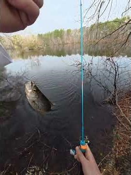 Ocean Pines Panfish