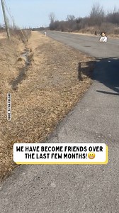 The rarest deer ever!! 😳 | Dad Jokes