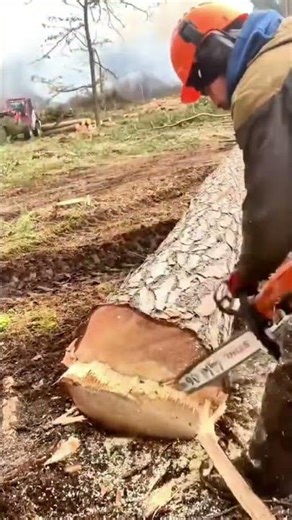 The Process of Logging and Cutting Logs #shorts