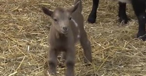 11 Nigerian dwarf goats born at Milwaukee County Zoo named after musical performers 🐐