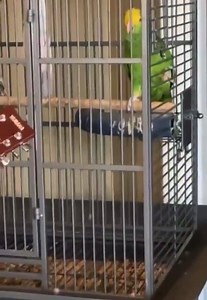 Just a parrot singing Led Zeppelin. | Thinking About Guitar