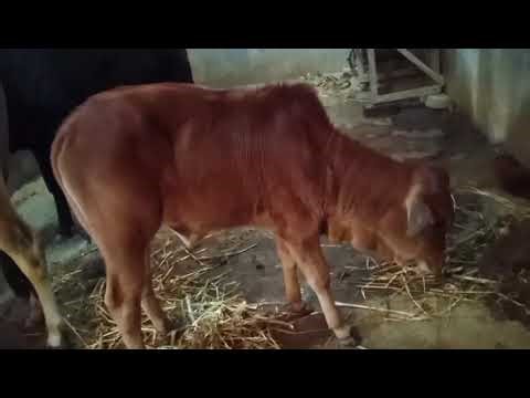 Beautiful Cows Eating Hay in the Barn | Relaxing Farm Life Video"