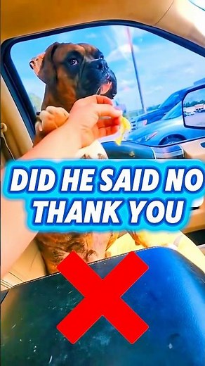 Overly Dramatic Dogs 🎭🐶 | Funniest Reactions and Meltdowns Ever! 😂🤣 #shorts