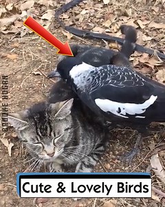 Cute & Lovely Birds | Brooke Hogan