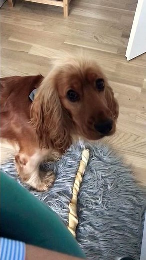 English Cocker Spaniel - Robby is crying 😢🧡🐶