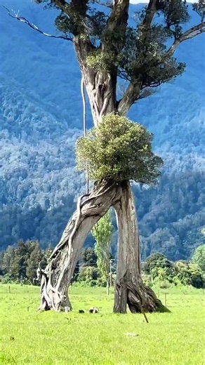 Some biologists have discovered this strange tree in New Zealand. According to experts, it is heading to Isengard to destroy Saruman.