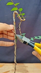 285K views · 2.6K reactions | Elm bonsai material #bonsai #bonsaimaterial #elm | Nazim's Bonsai | Facebook