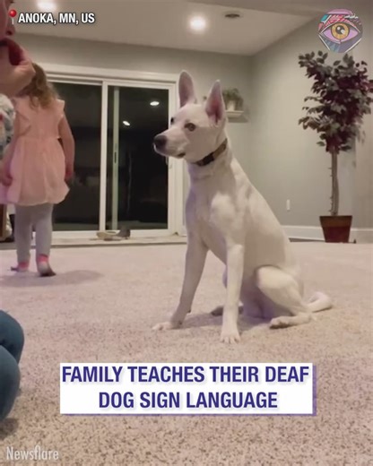 130K views · 2K reactions | Deaf dog communicates with his humans using sign language | Bright Side | Facebook