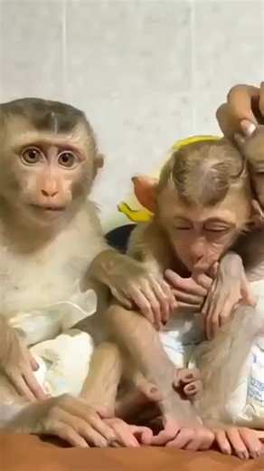 Baby Monkeyz | Cute babies sleeping together. . . . . #BabyMonkey #MonkeyLovers #viral #reels #trending #photography | Instagram