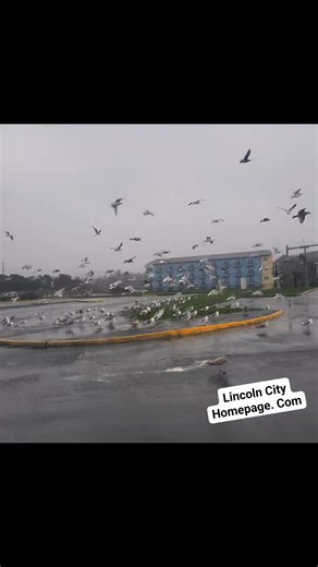 Even the sea gulls are having trouble with this wind. 12/18 D River Wayside, Lincoln City. OR | Lincoln City Homepage