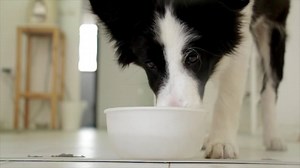 Dog, Drinking, Pet. Free Stock Video
