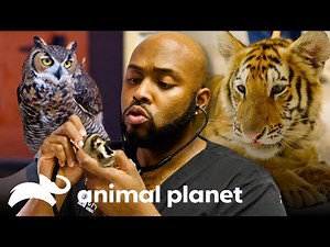 Tigers, Sugar Gliders, and Other Bizarre Pets, Oh My! 🐅 The Vet Life | Animal Planet