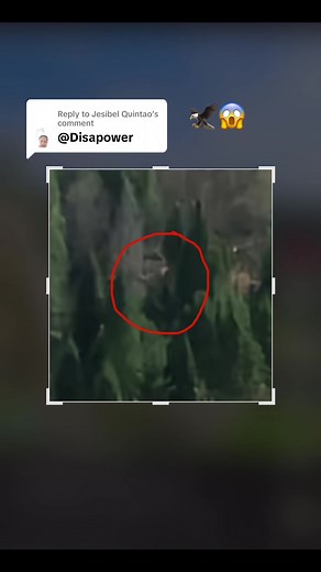 Discovering the World's Biggest Eagle Species