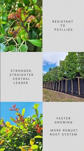 How to Get an Instant Hedge! Goodbye Neighbours!