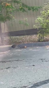 30K views · 589 reactions | A squirrel collecting pine cones in North Lake Tahoe can only mean one thing: winter is coming…❄️ ⛄️ | Placer County Sheriff's Office | Facebook