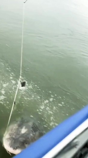 Amazing shark fish #seafood #fish #snake #like #Hunter #viral | fishmart