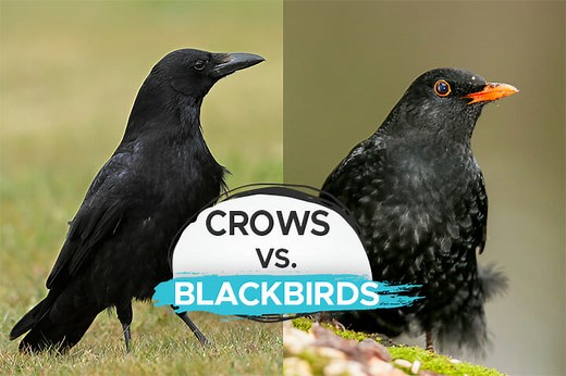 Crow vs. Blackbird [How to Differentiate the Two] - Birdwatching Buzz