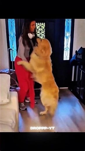 Emotional Moments When Dogs Reunite With Their Owners❤️