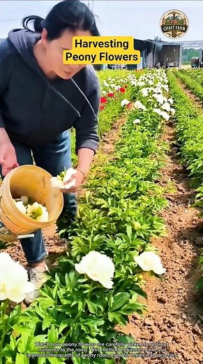 Harvesting Peony Flowers to Improve Root Quality 🌸✨